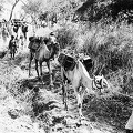 Ethiopian camel troops
